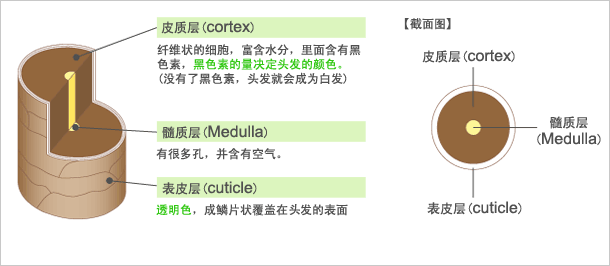 头发的构造